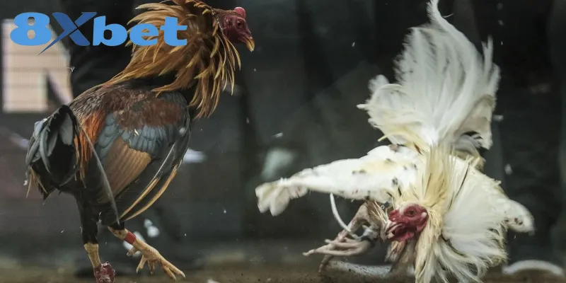 Kinh Nghiệm Xem Đá Gà Online An Toàn, Tránh Bị Lừa Đảo Bật mí kinh nghiệm xem đá gà trực tuyến hiệu quả