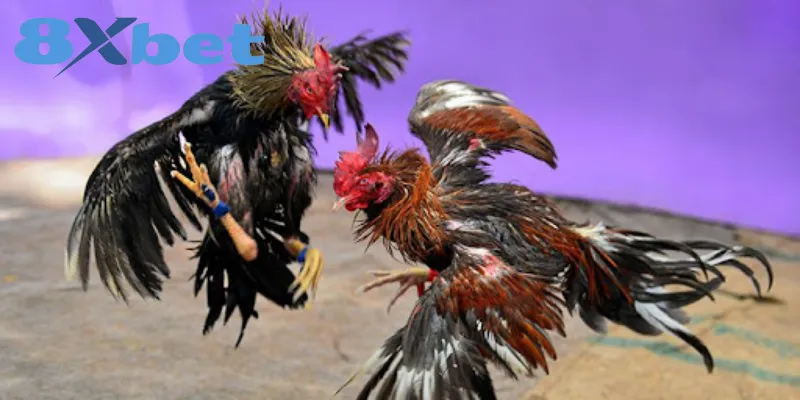 Kinh Nghiệm Xem Đá Gà Online An Toàn, Tránh Bị Lừa Đảo Dấu hiệu để hội viên nhận biết trang đá gà lừa đảo