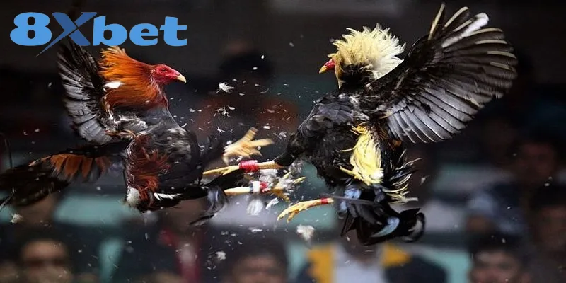 Phân Tích Toàn Cảnh Đá Gà Online 2025 Có Hợp Pháp Không Khái quát một vài thông tin về hình thức đá gà online