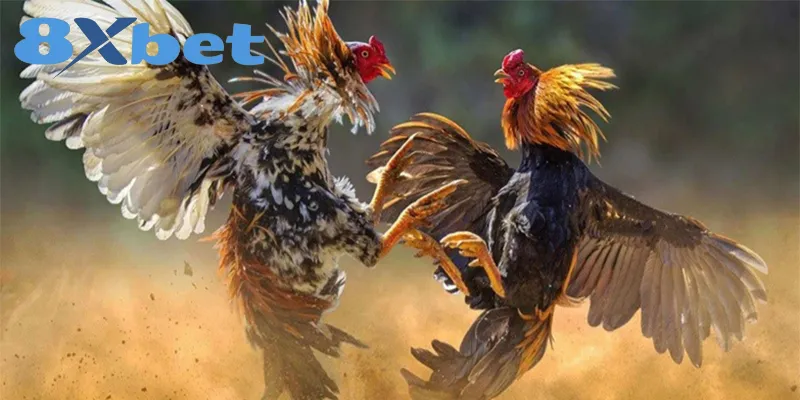 Kinh Nghiệm Xem Đá Gà Online An Toàn, Tránh Bị Lừa Đảo Kinh Nghiệm Xem Đá Gà Online An Toàn, Tránh Bị Lừa Đảo