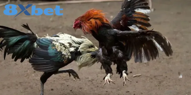 Kinh Nghiệm Xem Đá Gà Online An Toàn, Tránh Bị Lừa Đảo Lý do hội viên cần thận trọng khi xem đá gà trực tuyến