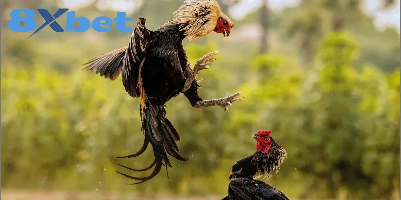 Kinh Nghiệm Xem Đá Gà Online An Toàn, Tránh Bị Lừa Đảo Tiêu chí quan trọng để chọn nền tảng đá gà uy tín