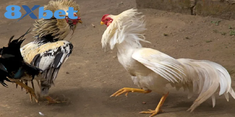 Phân Tích Toàn Cảnh Đá Gà Online 2025 Có Hợp Pháp Không Tính pháp lý về chọi gà trực tuyến Việt Nam