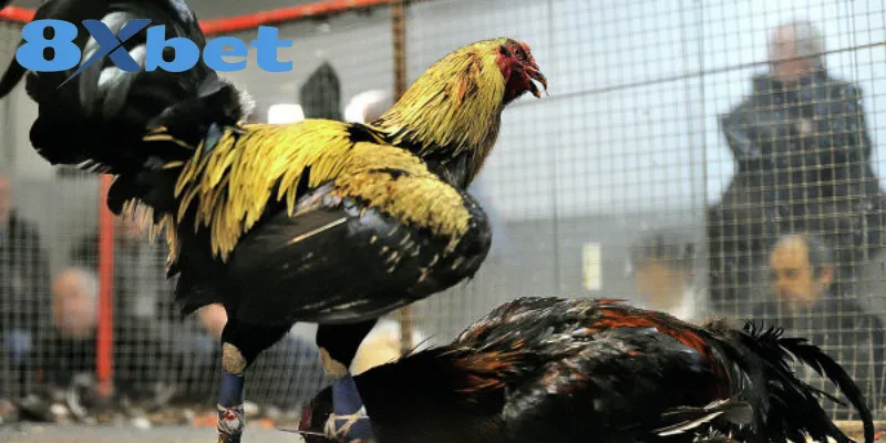 Phân Tích Toàn Cảnh Đá Gà Online 2025 Có Hợp Pháp Không Xu hướng chơi chọi gà trực tuyến năm 2025